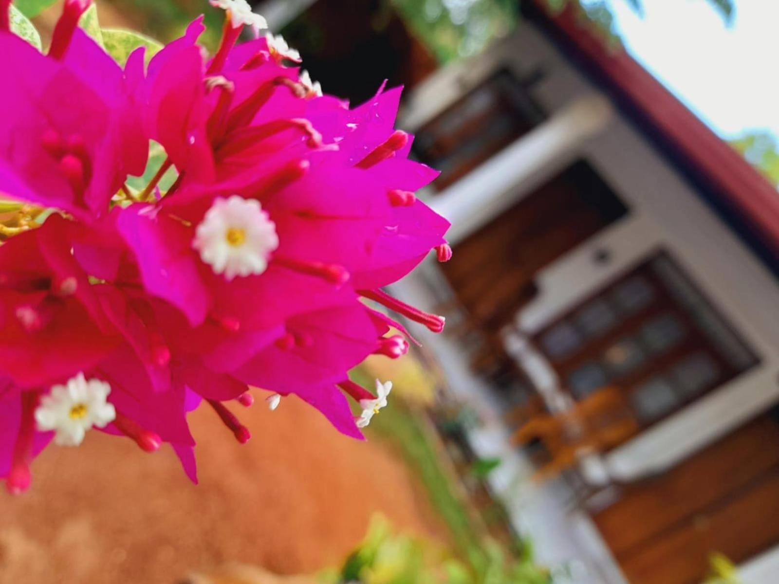 The Cozy Cottage Habarana Exterior photo